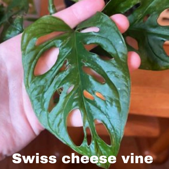 no brand Other Live Rare Swiss Cheese Plant Cuttings For